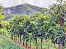 Vendemmia a rischio anticipo in Veneto per il gran caldo