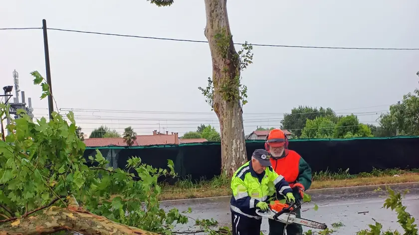 L'albero caduto sulla provinciale Piove di Sacco-Dolo