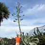 L'agave del Natura Park
