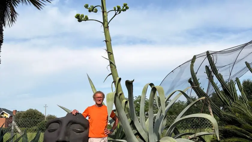 L'agave del Natura Park