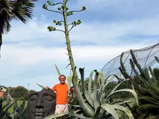 L'agave del Natura Park