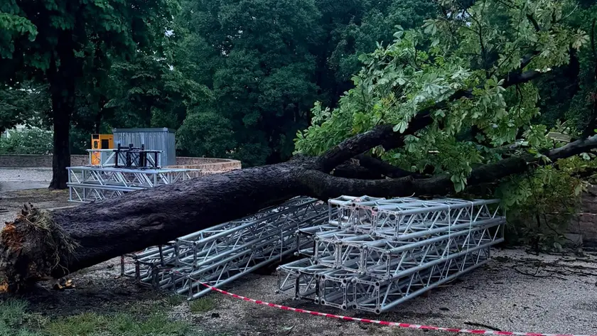 Un albero abbattuto sulle mura di Treviso