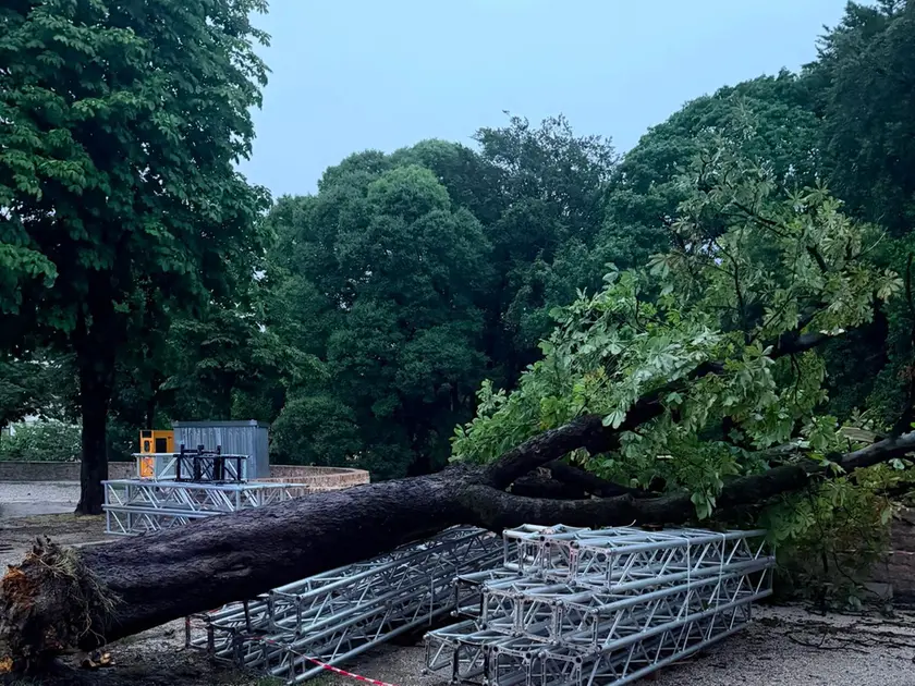 Un albero abbattuto sulle mura di Treviso