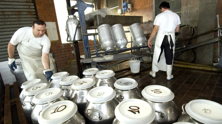 Scarico del latte della mungitura del mattino