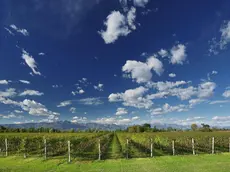 Prosecco doc: aumento di duemila ettari