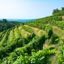 Vigneti collina Prosecco Doc
