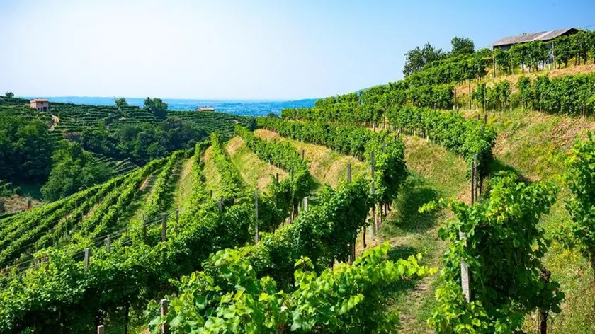 Vigneti collina Prosecco Doc