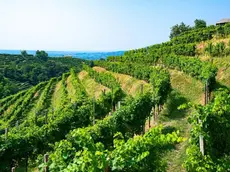 Vigneti collina Prosecco Doc