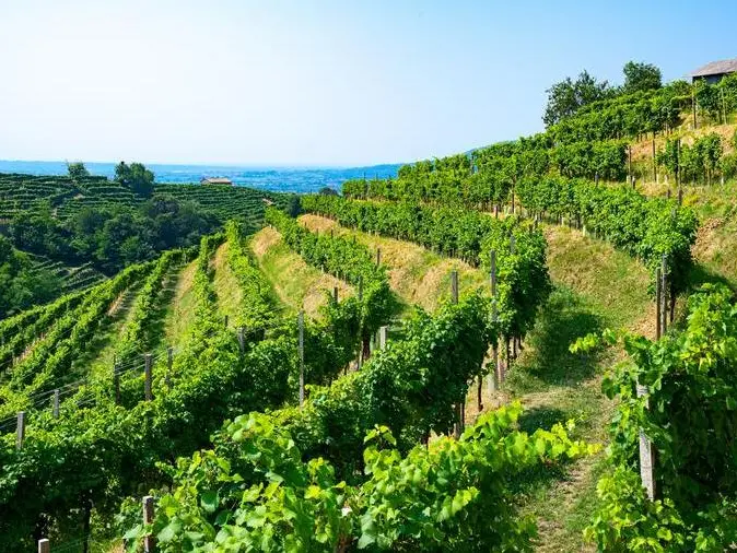 Vigneti collina Prosecco Doc