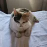 Gatta Angelina dopo il recupero