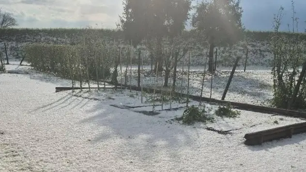 Maltempo a Fontanelle, grandine fino a 4 centimetri: devastati vigneti, orti e coltivazioni