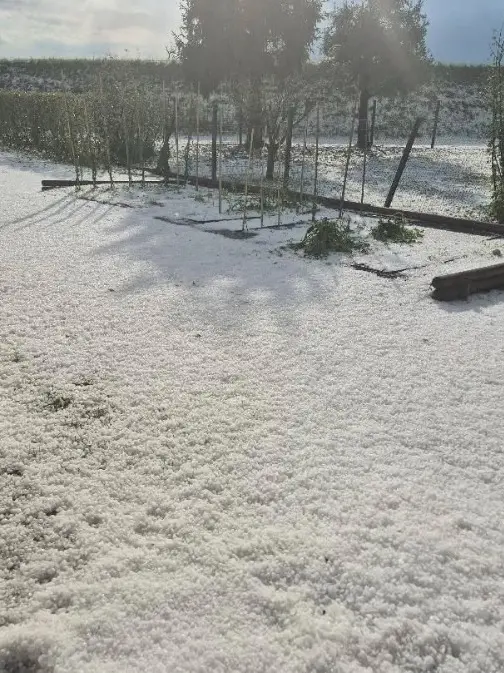 Maltempo a Fontanelle, grandine fino a 4 centimetri: devastati vigneti, orti e coltivazioni