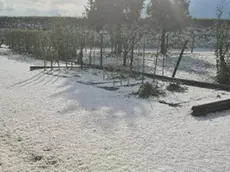 Maltempo a Fontanelle, grandine fino a 4 centimetri: devastati vigneti, orti e coltivazioni