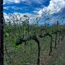 Dopo la grandinata danni alle vigne