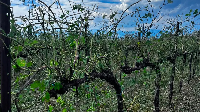 Dopo la grandinata danni alle vigne