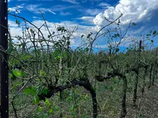 Dopo la grandinata danni alle vigne