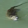 Una nutria nuota in acqua