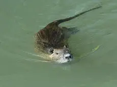Una nutria nuota in acqua