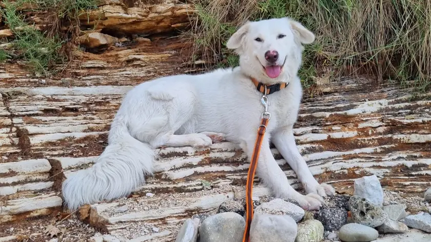 La cagnolina Alaska, oggetto della causa tra vicini di casa