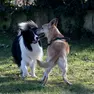 Minaccia di fare una zuppa di pesce con i cani domestici