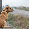 A Treviso cala il numero di cani abbandonati
