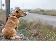 A Treviso cala il numero di cani abbandonati