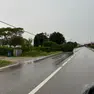 Un albero caduto a causa del maltempo