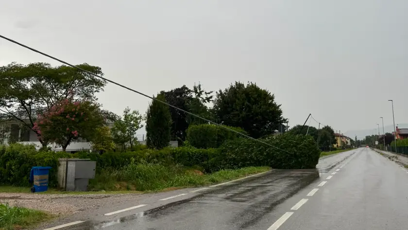 Un albero caduto a causa del maltempo