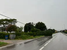 Un albero caduto a causa del maltempo