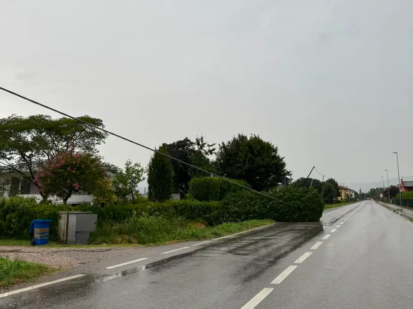 Un albero caduto a causa del maltempo