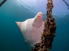 Le vaccarelle di mare tra le reste della mitilicoltura fotografate da Tommaso Delorenzi