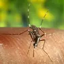 Caso di West Nile a Salgareda