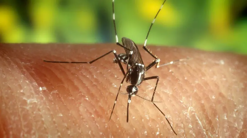 Caso di West Nile a Salgareda