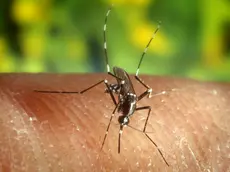 Caso di West Nile a Salgareda