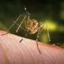 Una zanzara Culez, vettore del Virus del Nilo