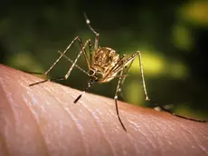 Una zanzara Culez, vettore del Virus del Nilo