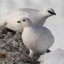 Due pernici bianche fotografate sulle Dolomiti da Ivan Brandalise