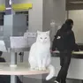 La gatta Kitty