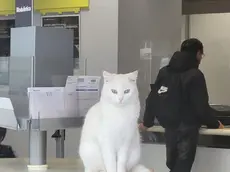 La gatta Kitty