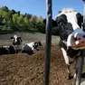 L’escursionista e altri tre amici si sono imbattuti in una mandria di mucche lungo il Sentiero della Pace
