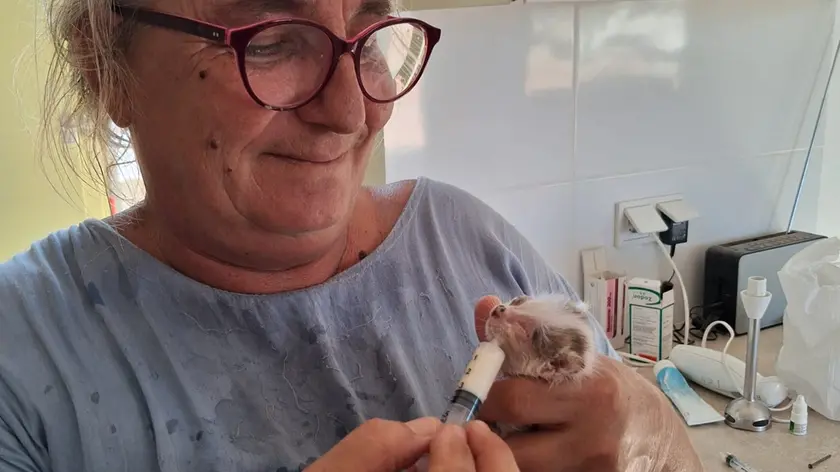 La volontaria all'opera con un cucciolo di gatto