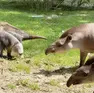 Parco Natura Viva