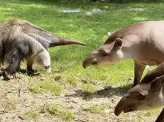 Parco Natura Viva