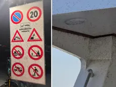 L'invasione dei moscerini a Lignano
