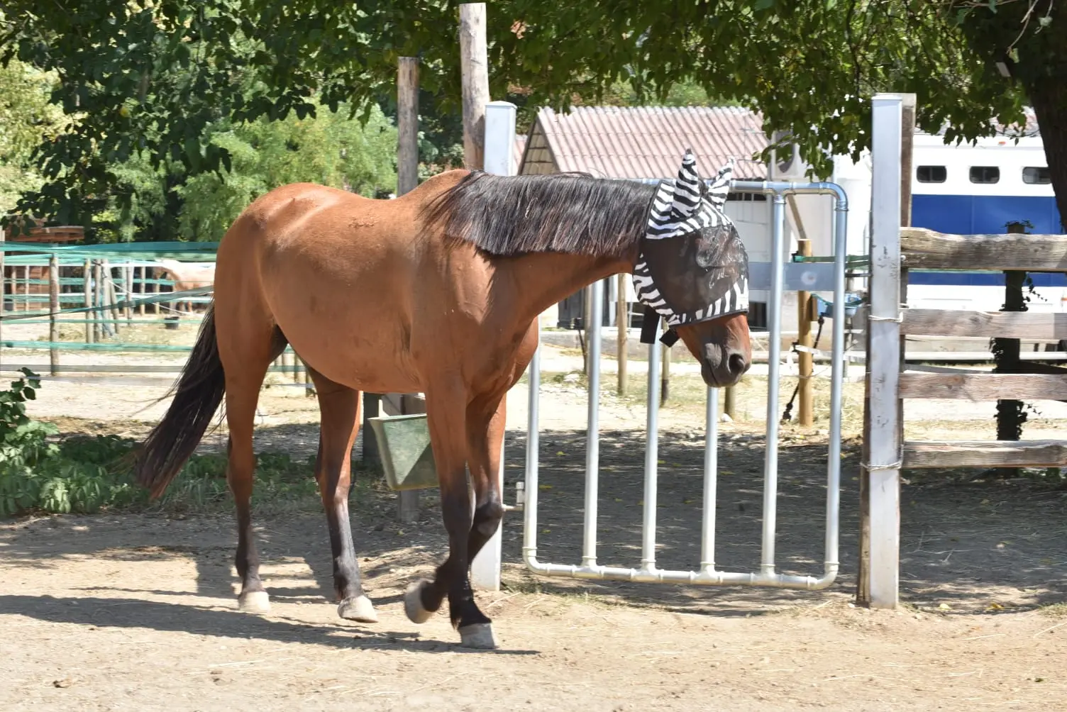 Uno dei cavalli del maneggio