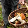 I controlli riguardano i funghi freschi raccolti da privati cittadini