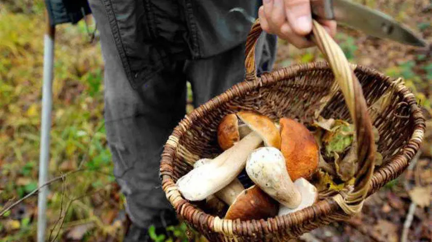 I controlli riguardano i funghi freschi raccolti da privati cittadini