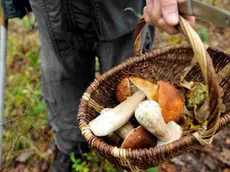 I controlli riguardano i funghi freschi raccolti da privati cittadini