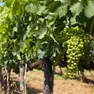 Colline del Prosecco nel mirino per l'irrigazione con l'acqua dell'acquedotto