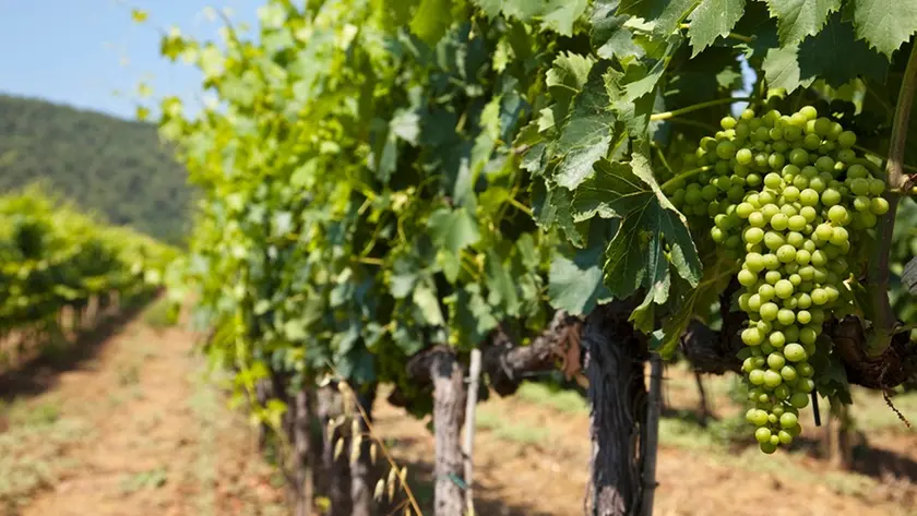 Colline del Prosecco nel mirino per l'irrigazione con l'acqua dell'acquedotto